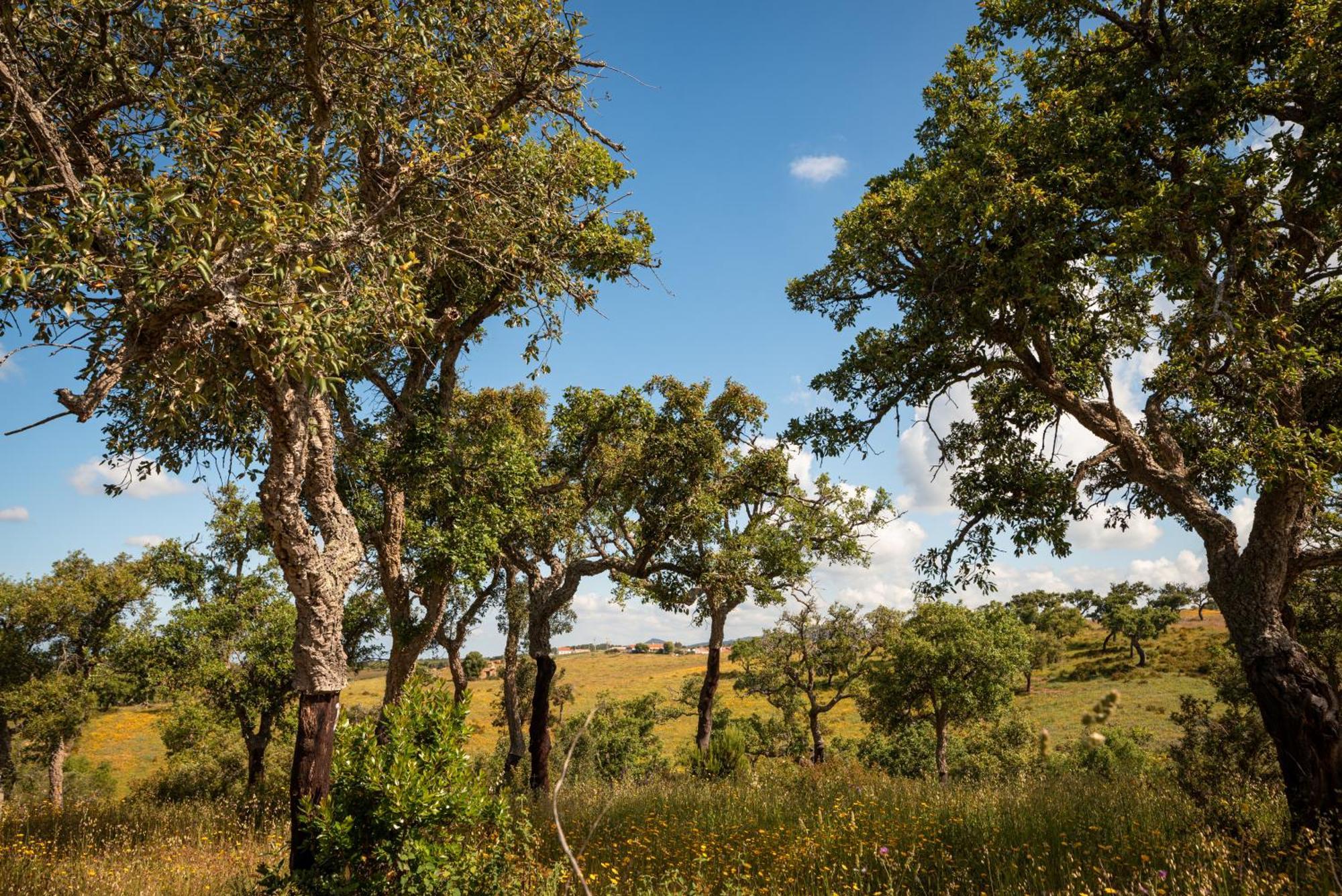 Eco Glamping Portugal Nature Luxury tent *